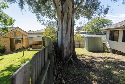 Boundary tree growing on a shared fence line in Newcastle