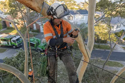 Qualified arborist working with a two rope climbing system in a backyard eucalyptus in Newcastle