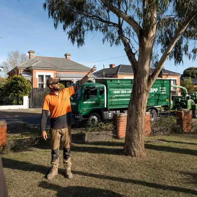 Tree Removal pricing in Newcastle