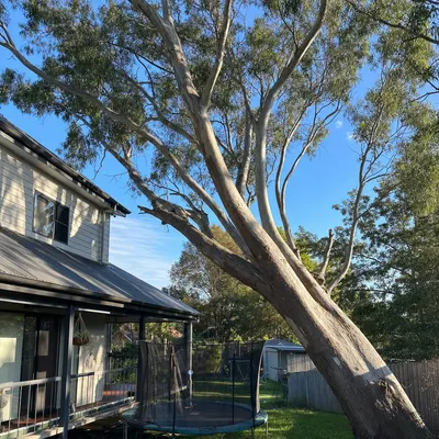 Before: Leaning spotted gum over a Federation-era cottage, Newcastle
