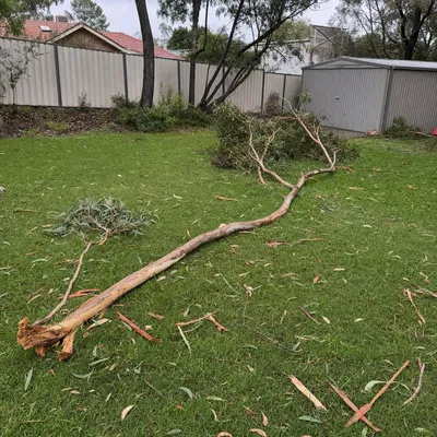 Before: East coast low limb across the driveway, Newcastle