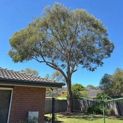 After: Reduction on a coastal eucalypt over the kitchen, Newcastle