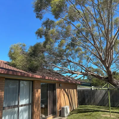 Before: Reduction on a coastal eucalypt over the kitchen, Newcastle