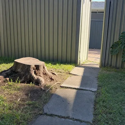 Before: Old ironbark stump heaving a paver path, Newcastle