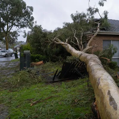 Emergency Tree Services in Newcastle. 24/7 callouts for storm damaged limbs, fallen trees and urgent hazards across Newcastle and the Hunter.